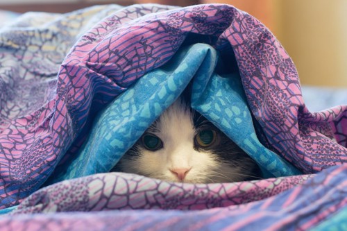 毛布に包まって顔を出す猫