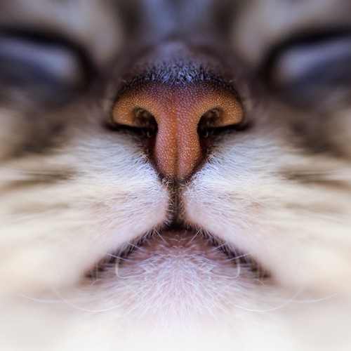 目と口も写りこんでいる猫の鼻のアップ