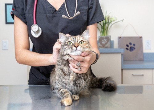 猫を診察する獣医師