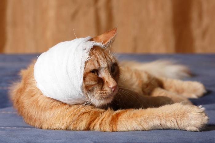 頭に包帯をした猫