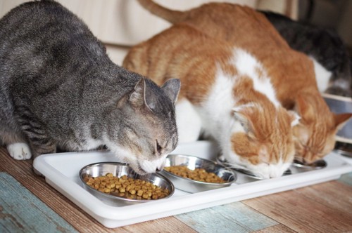 食事中の3匹の猫