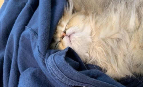 ブルーのシャツで寝ている猫