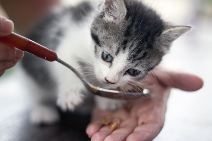 スプーンと手から食べる猫