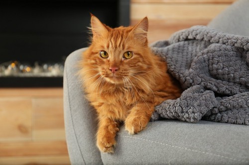 ソファーの上で毛布に包まる猫