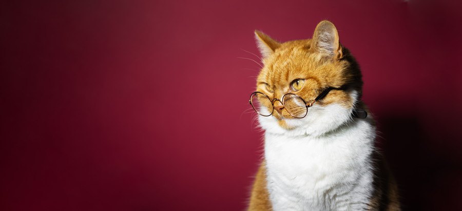 メガネをかけた猫