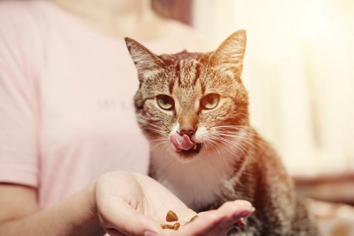 飼い主の手からご飯をもらっている猫