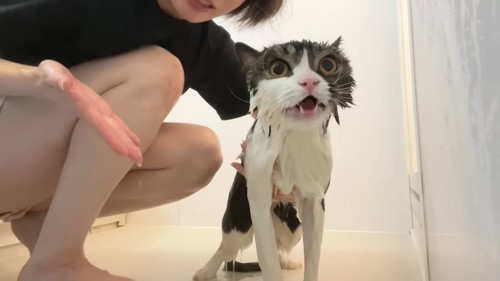 濡れた猫
