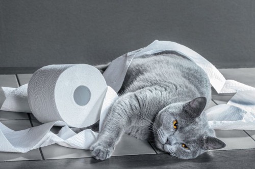 トイレットペーパーと猫