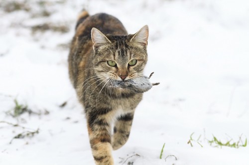 雪の中でねずみをくわえる猫