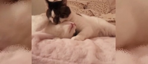 ベッド上に2匹の猫