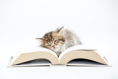 本の上で眠る子猫