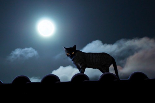 夜の野良猫
