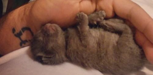 手の中で眠るグレーの子猫