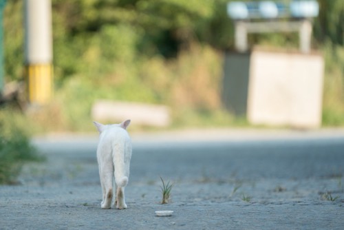 外を歩く白猫