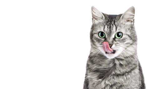 食後に舌を出す猫