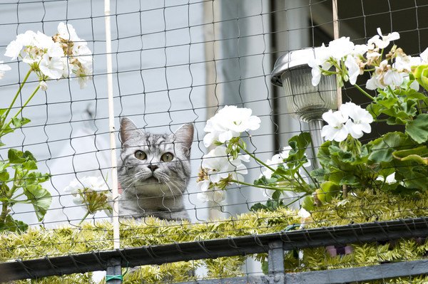 ベランダの手作りの網から外を見ている灰色のキジ猫