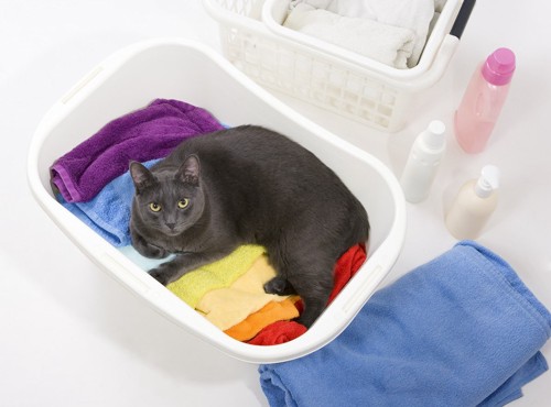洗濯籠の中の猫