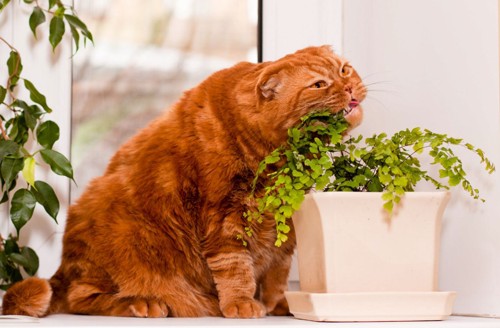 観葉植物と猫