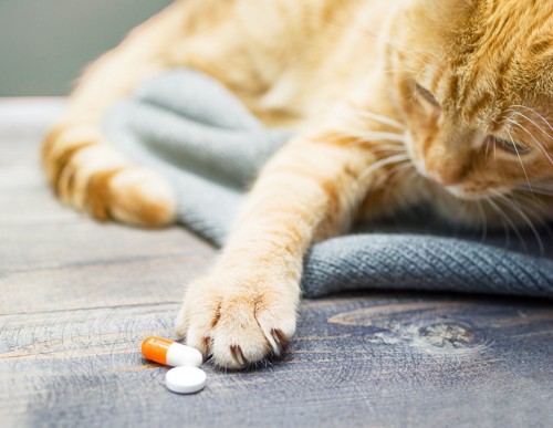 薬に興味を持つ猫