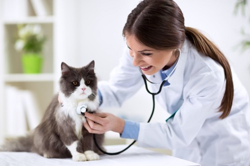 獣医師に聴診器をあてられる猫