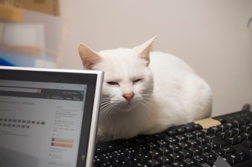 パソコンの近くにいる猫