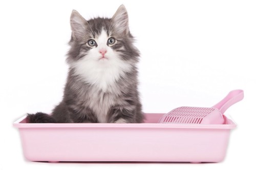 ピンクの猫用トイレに座る子猫