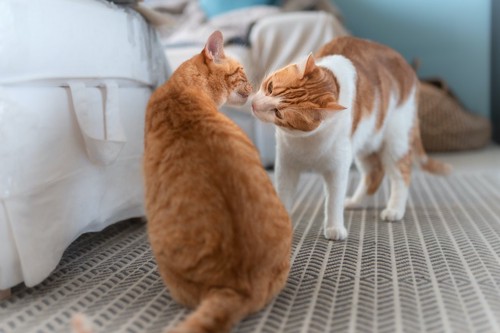 鼻と鼻を近づけて挨拶をする2匹の猫