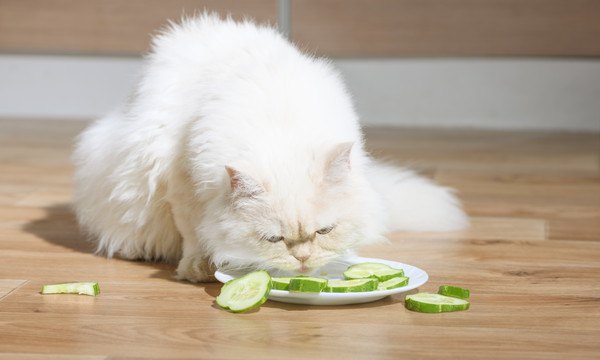きゅうりを食べようとしている猫