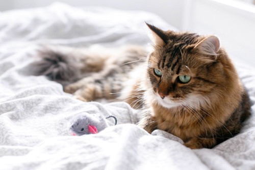 おもちゃのネズミをベッドに持ってきた猫
