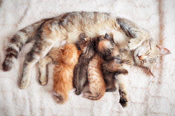 母猫の母乳を飲む子猫たち
