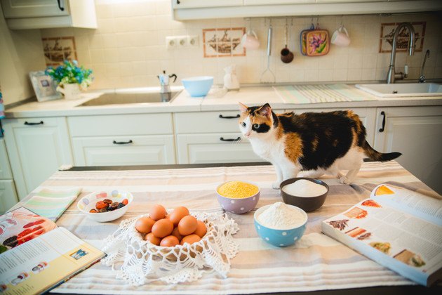 キッチンと猫の写真