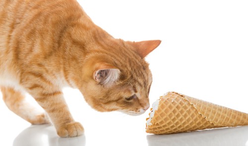 アイスクリームを嗅ぐ猫