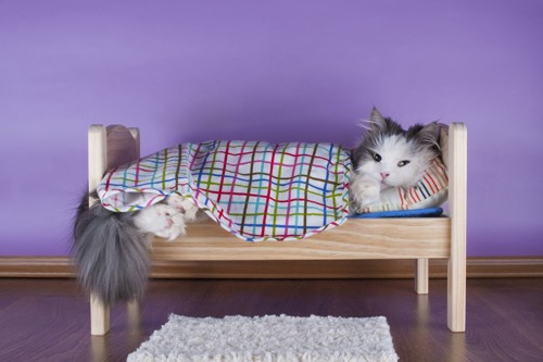 猫ベッド