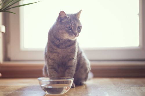水が入った容器と猫