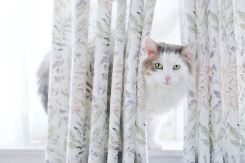 カーテンの間から顔を覗かせる猫