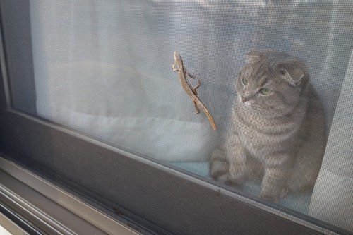 網戸の外にいるとかげを見る猫