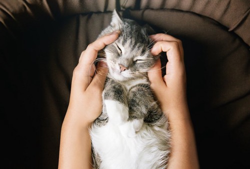 仰向けで眠る猫と触る人の手