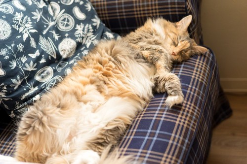 ソファで寝る猫