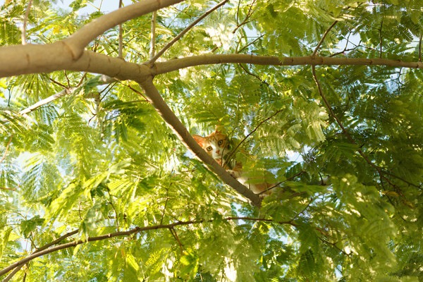 木の上に乗る猫