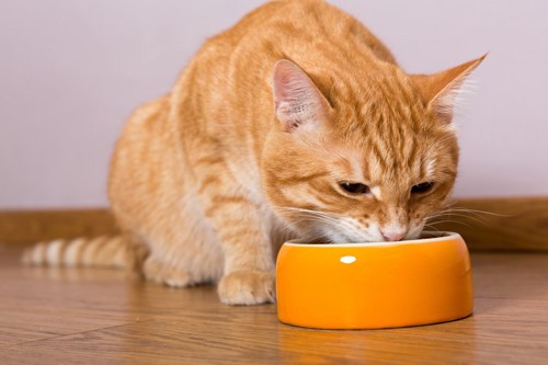オレンジのお皿から食べる猫