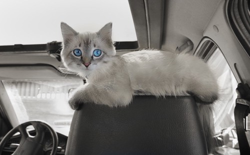 車のシートに乗る猫