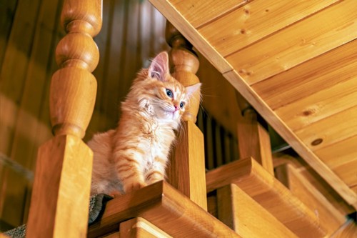 階段から見下ろす茶色の子猫