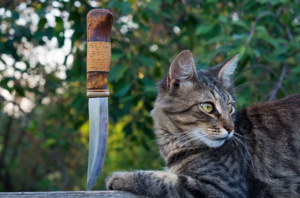 刃物と猫