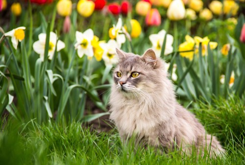 花の庭にいる猫