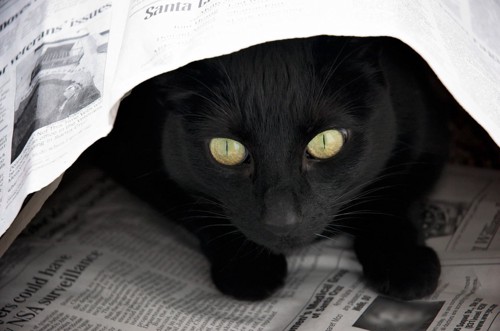 新聞紙の下の黒猫