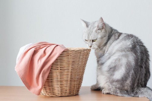 洗濯物の匂いを嗅ぐ猫
