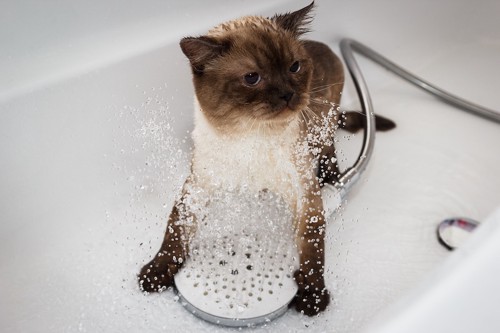 下からシャワーを浴びる猫