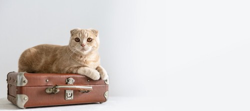 荷物をまとめた猫