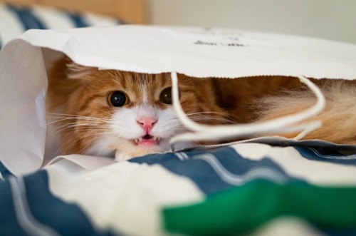 紙袋に隠れて唸る猫