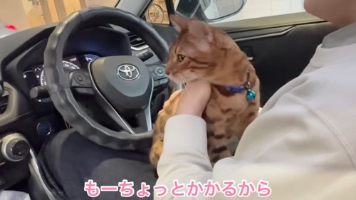運転席に座る猫